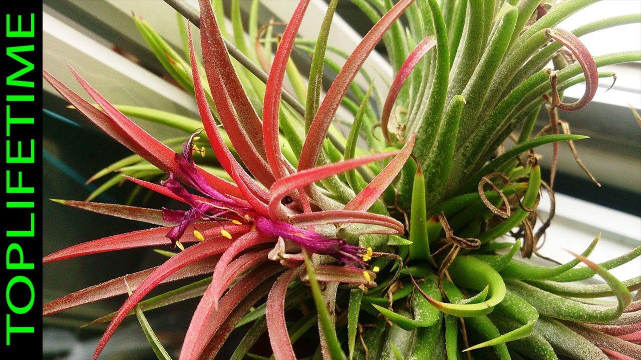 7 Plantas Aéreas para llevar a tu hogar