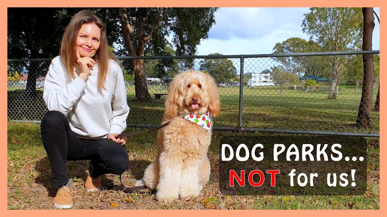 DOG PARKS: Good or Bad? WHY I (mostly) AVOID THEM… for my GOLDENDOODLE DOG