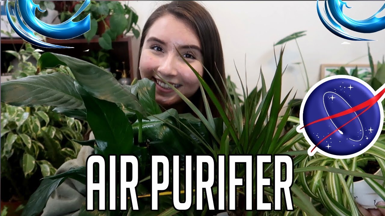 NASA Top Air Purifying Houseplant List To Help Your Home