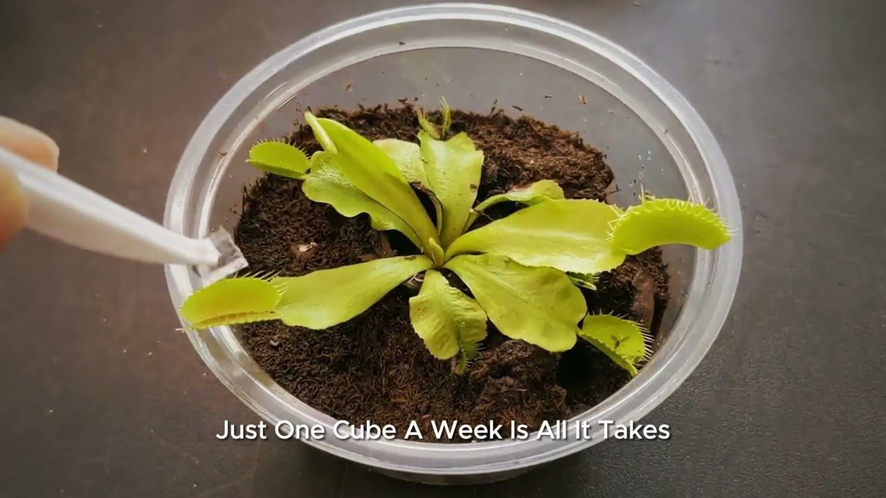 Bloomify Venus flytrap food