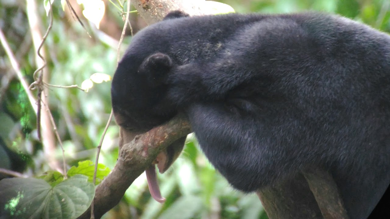 BORNEAN SUN BEAR CONSERVATION CENTRE - Borneo, Sabah, Malaysia