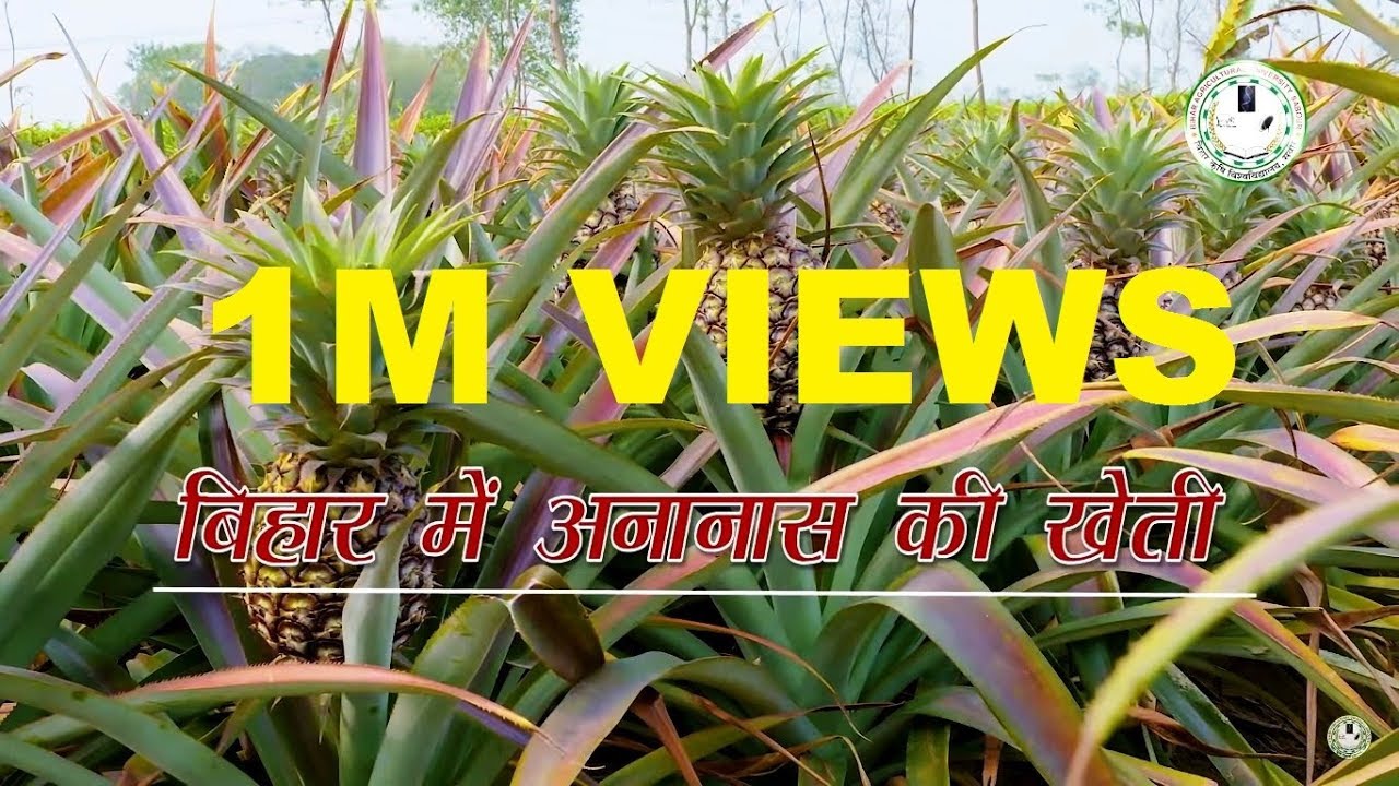Cultivation of Pineapple in Bihar (बिहार में अनानास की खेती)