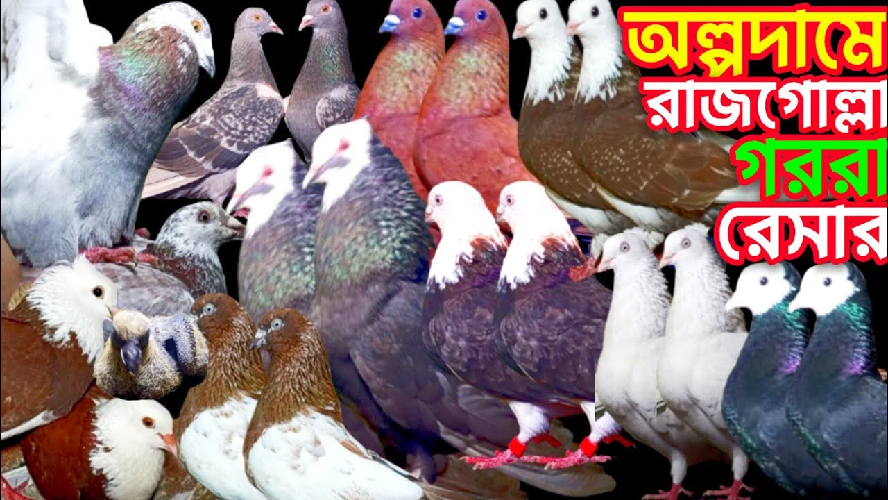 ভালো মানের গররা রাজগোল্লা চকো-গ্রীজেল গিরিবাজ কবুতর বিক্রি হবে #pigeon