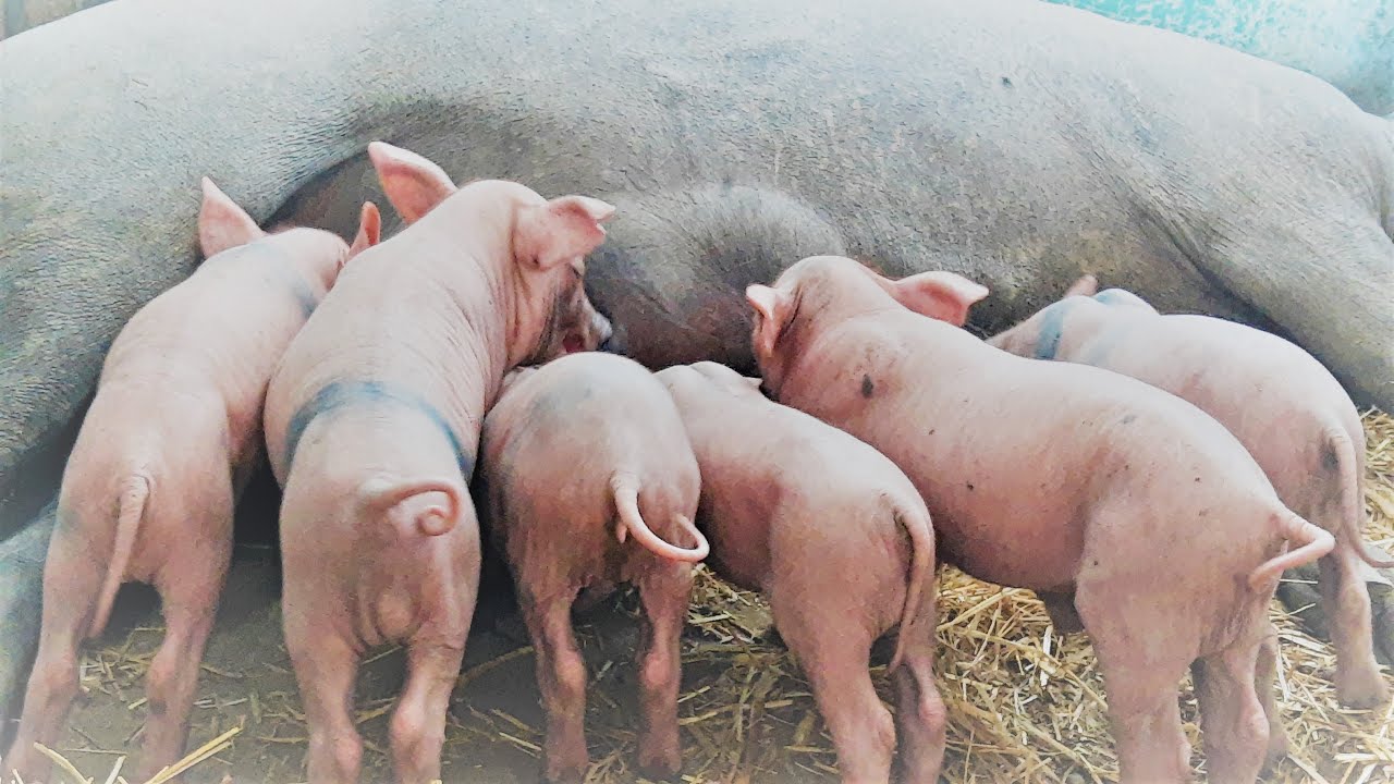 Simple free farrowing pens