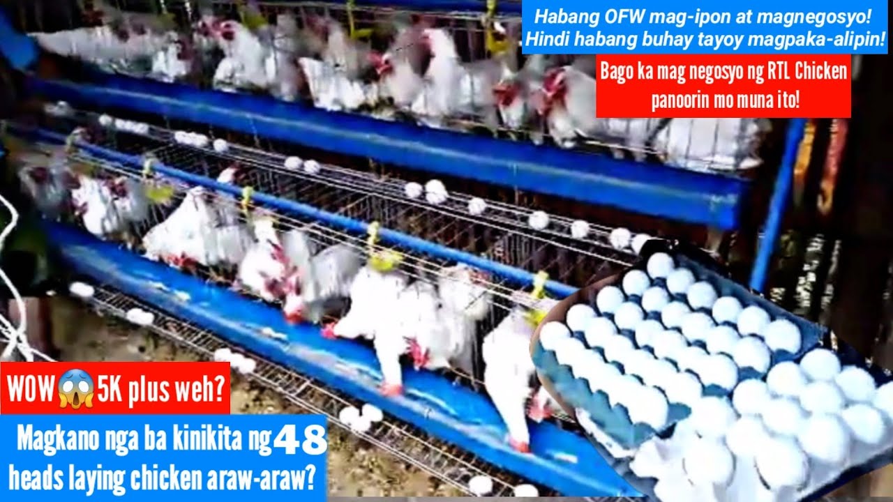 5000 thousand plus sa 48heads? Magkano nga ba ang kinikita ng 48 heads laying chicken araw-araw?