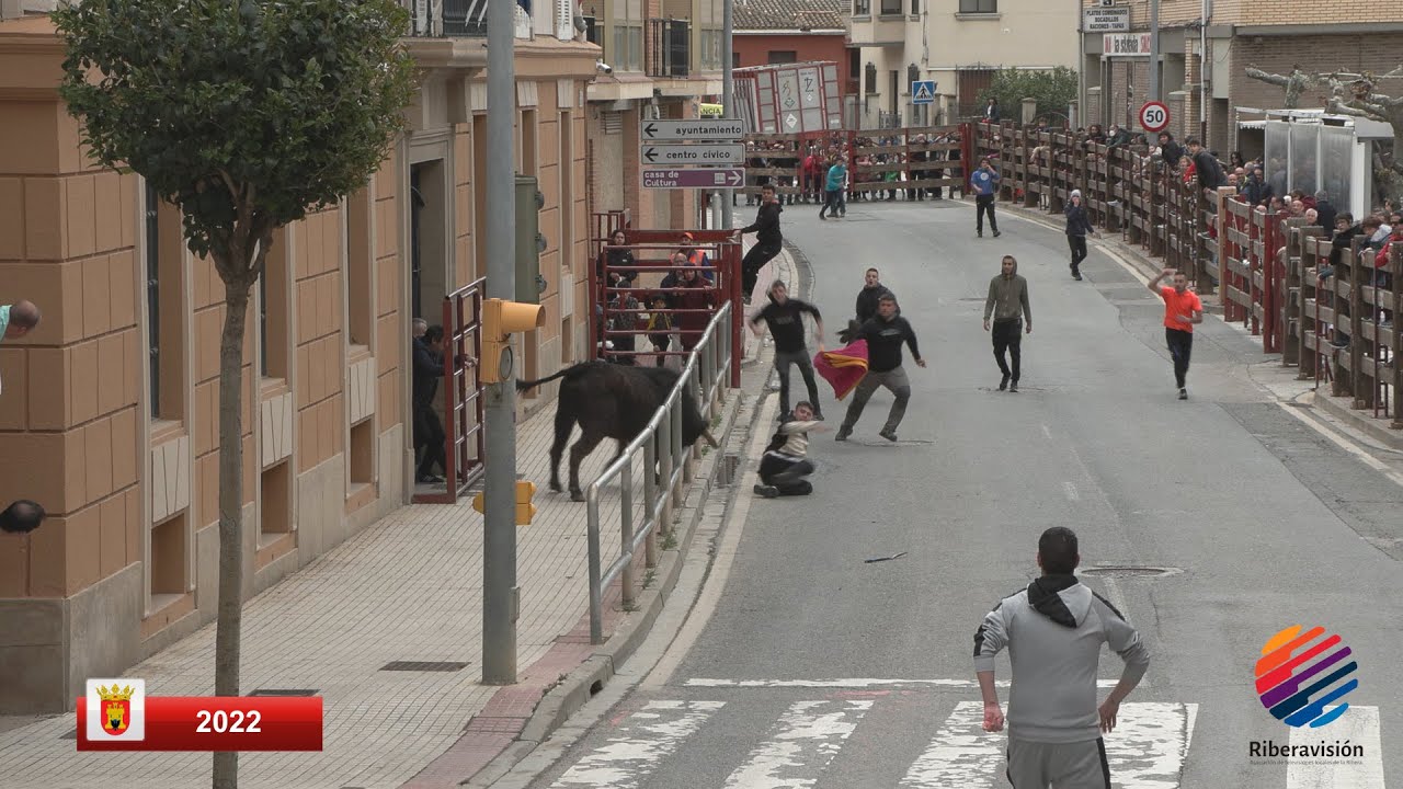 Fiestas de la juventud - Vacas - Sábado 12:30h (Valtierra 2022)