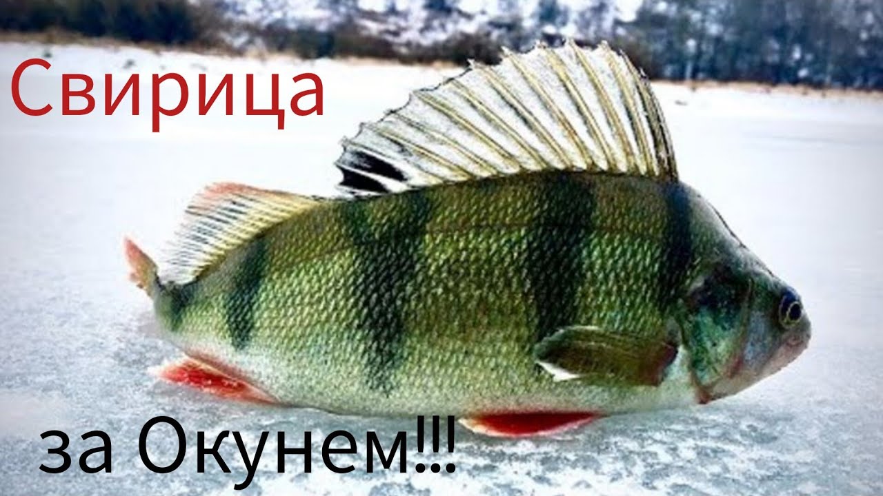 Едем за окунем в Свирицу 2026!!!! Клювало вчера и завтра!!!