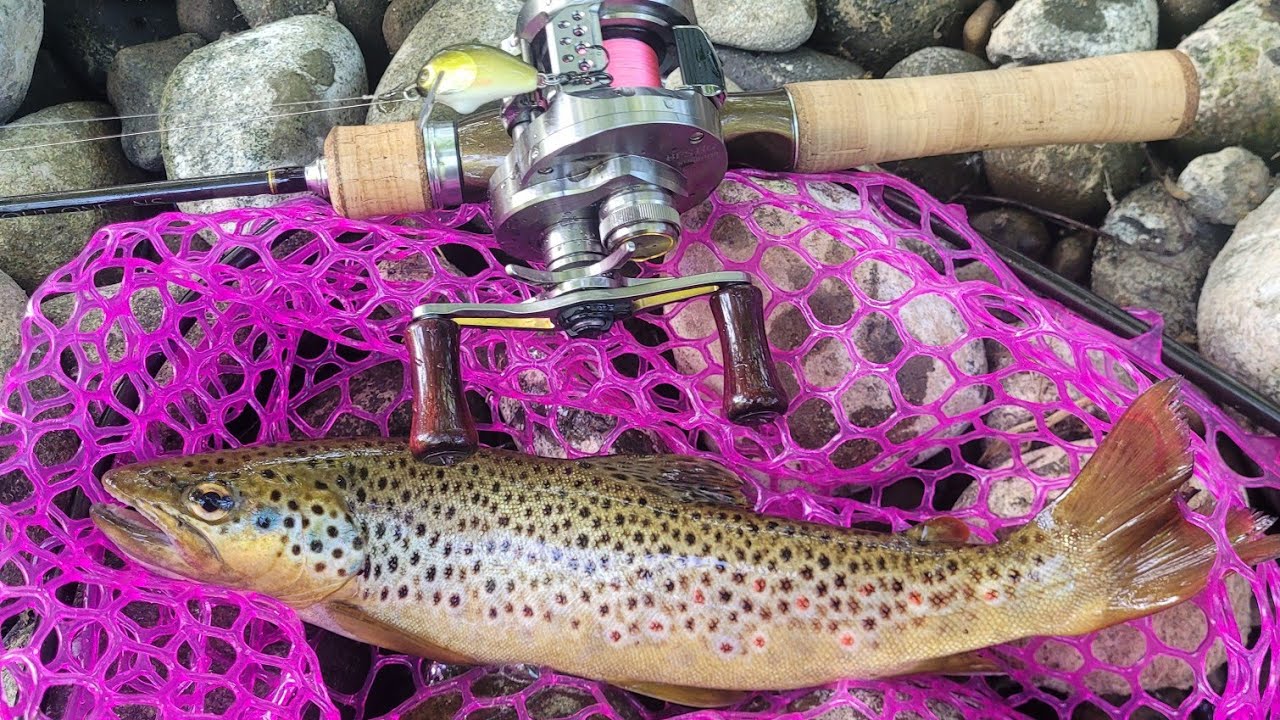 23 Calcutta conquest bfs hg + Shimano Trout One  NS.  BFS Stream fishing