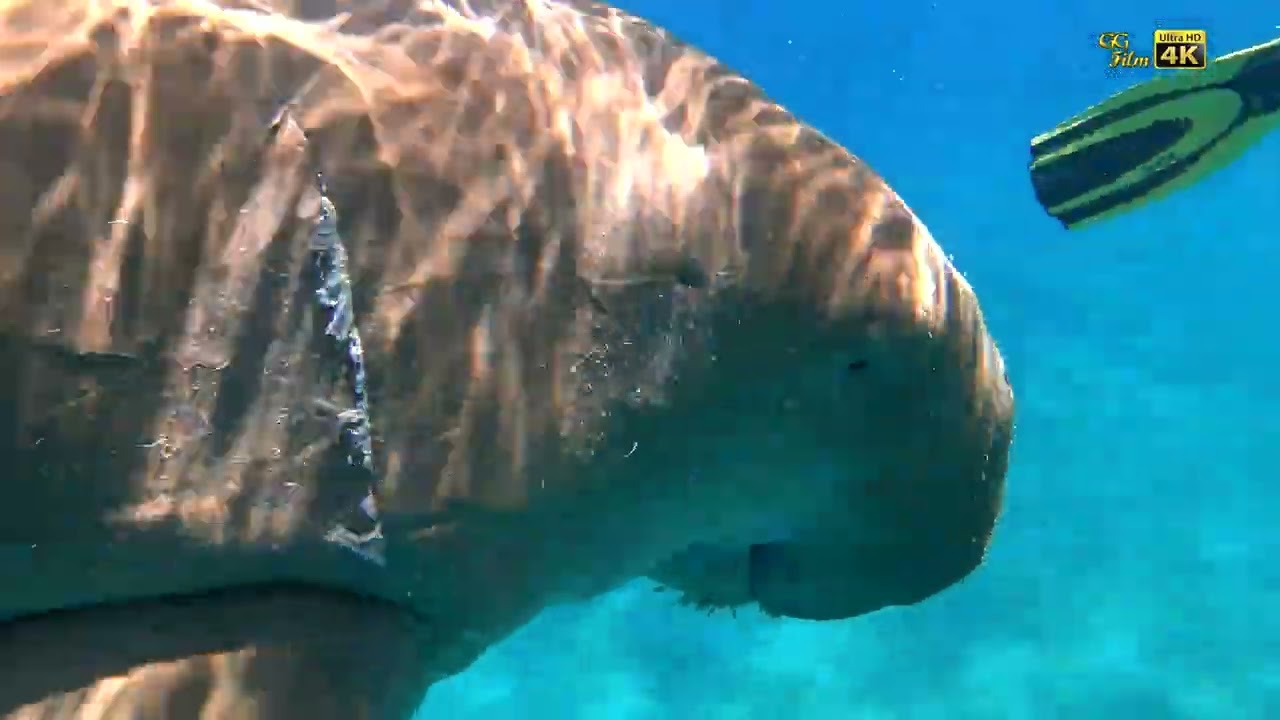 Marsa Alam - Die Mubarak Bucht - Tod eines Naturschutzgebiets