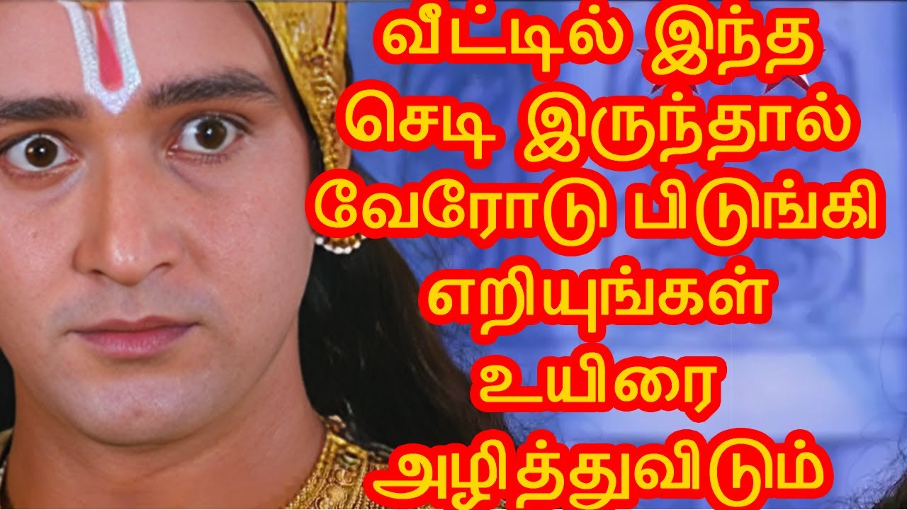 வீட்டில் இந்த செடி இருந்தால் வேரோடு பிடுங்கி எறியுங்கள் உயிரை அழித்துவிடும் #உண்மைக்கதை #தமிழ்கதைகள்