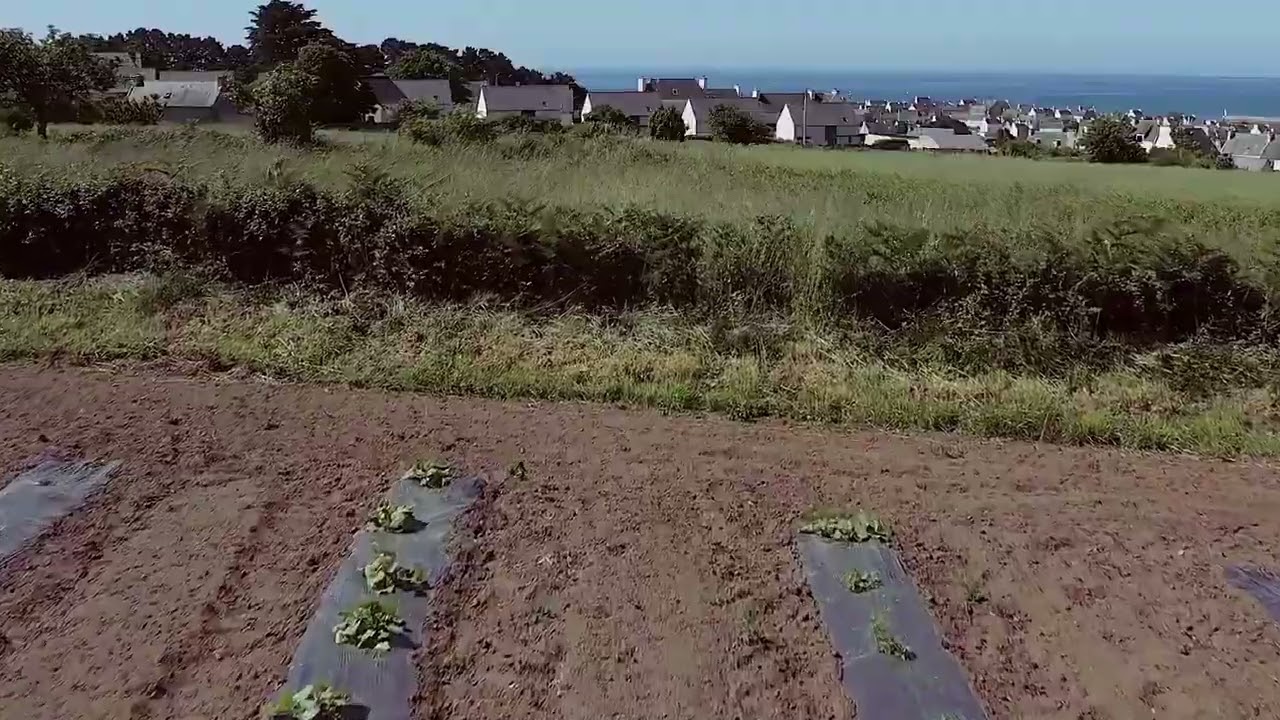 Les cucurbitacées des jardiniers