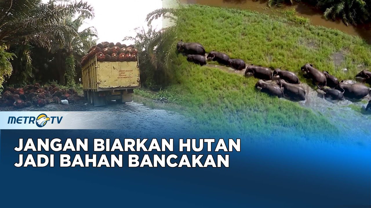 Selamatkan Tesso Nilo dari Pencari Fulus 