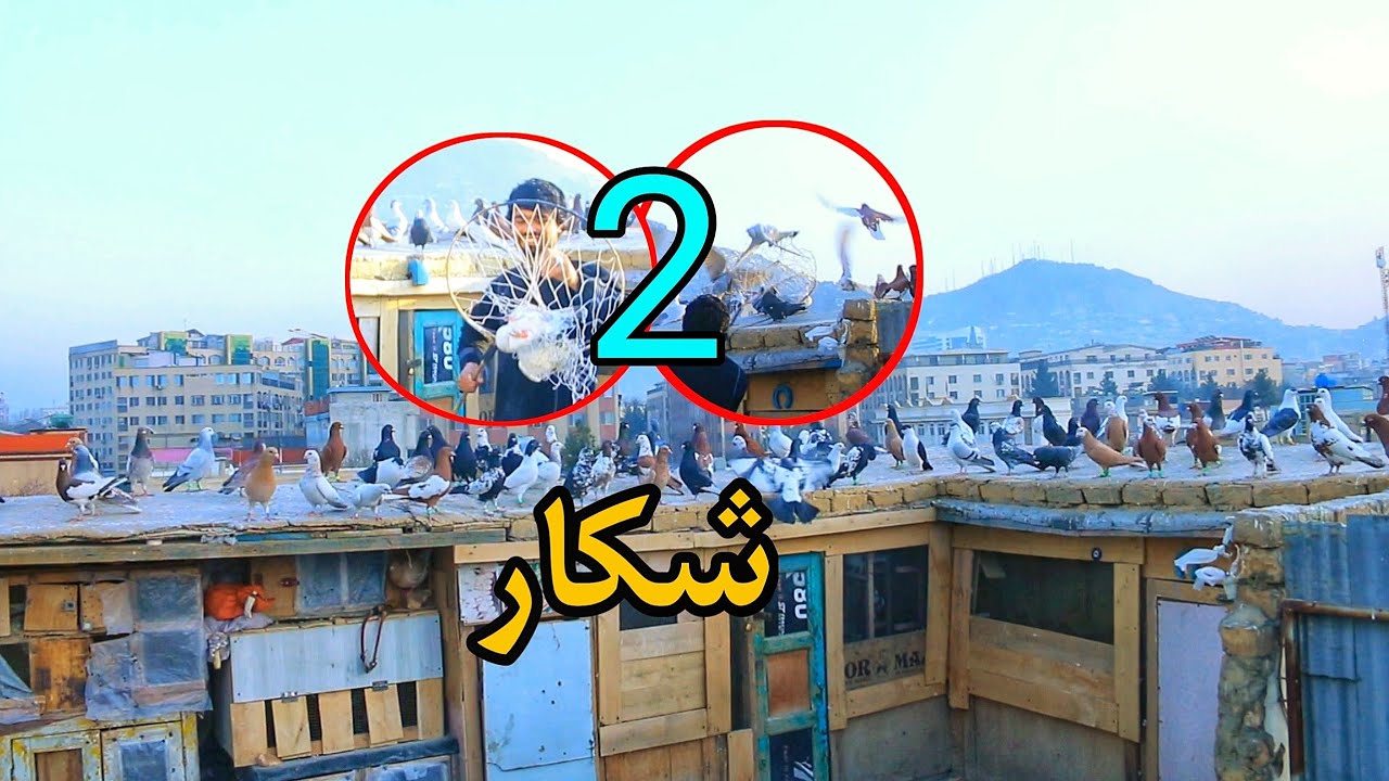 ۲ شکار پی در پی | تلاش های پی هم شکار های جالب  Fantastic Hunting of 2 pigeons