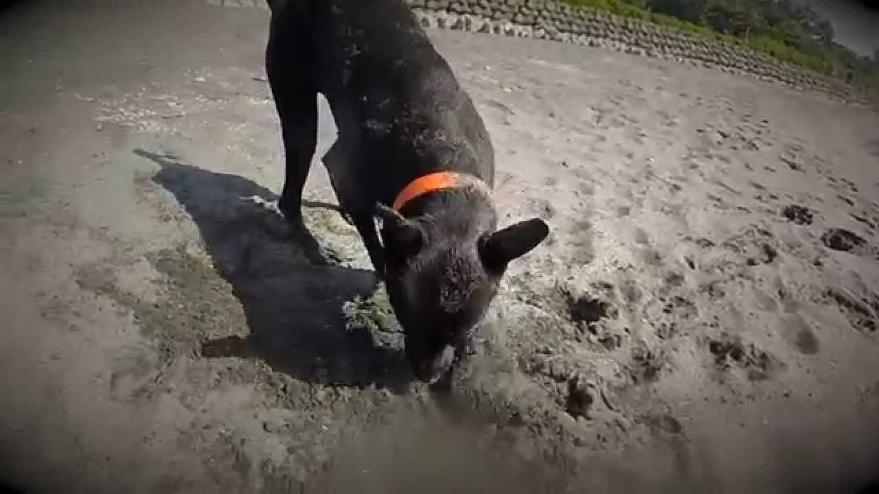 Formosan Mountain Dog - Lady enjoys the sunshine and the beach