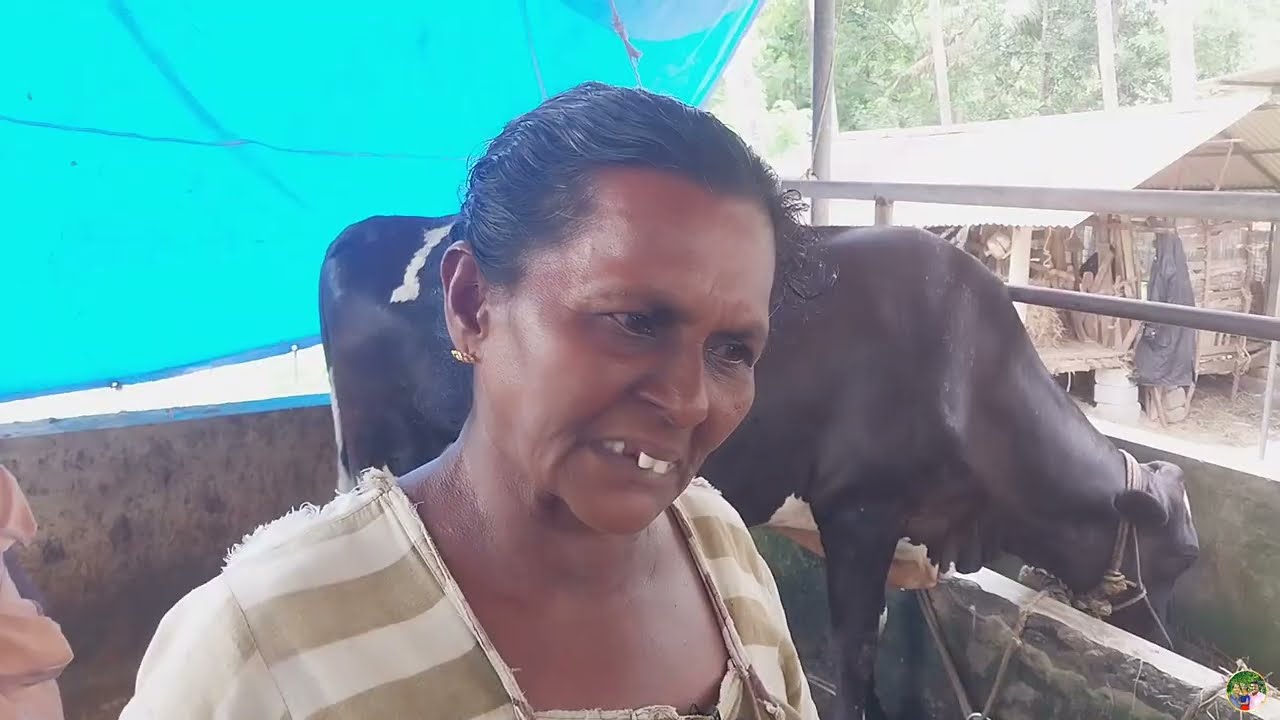 ഒരു പശുവിൽ നിന്നും തുടങ്ങിയ വീട്ടമ്മ. ഇപ്പോൾ 10 ലേറെ പശുക്കൾ , അതും 20 ലി. മുകളിൽ ഉത്പാദനം ❤️,