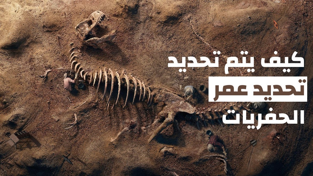 كيف يحدد العلماء عمر الحفريات؟ وكيف تتكون الحفريات؟