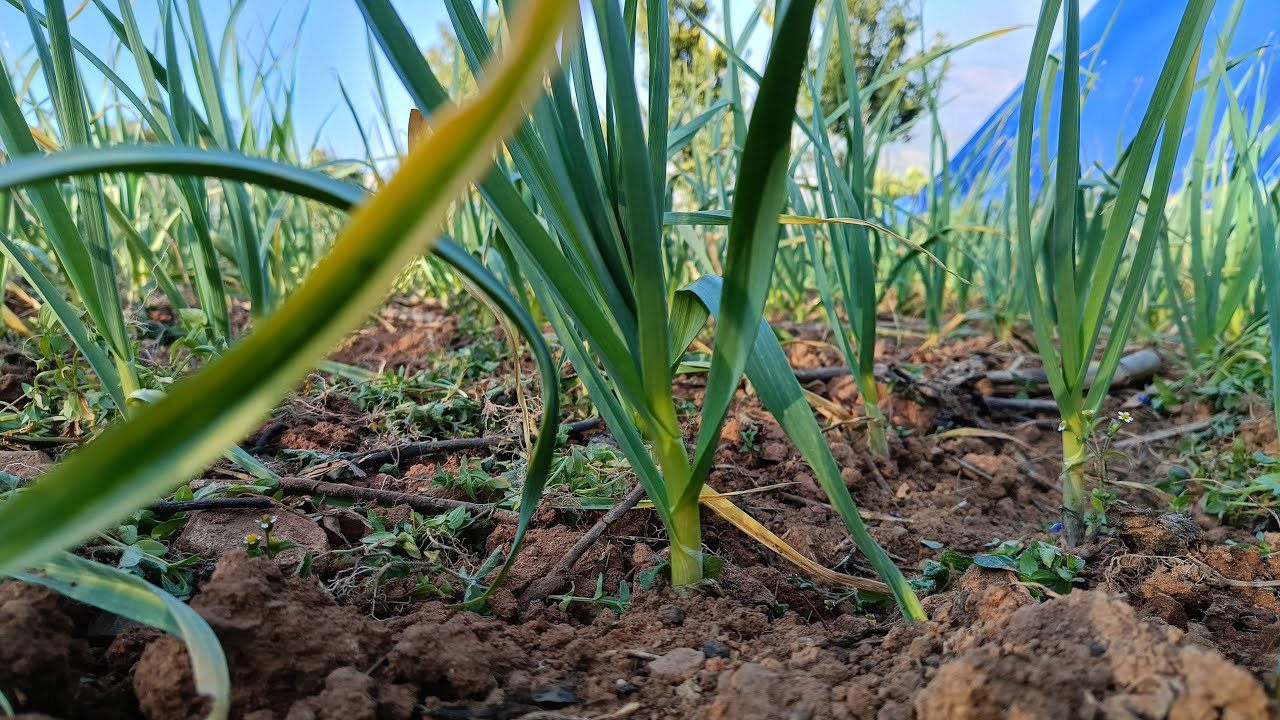 लसुन खेतीमा झार गर्दैछु गाइज|garlic Farming in Nepal