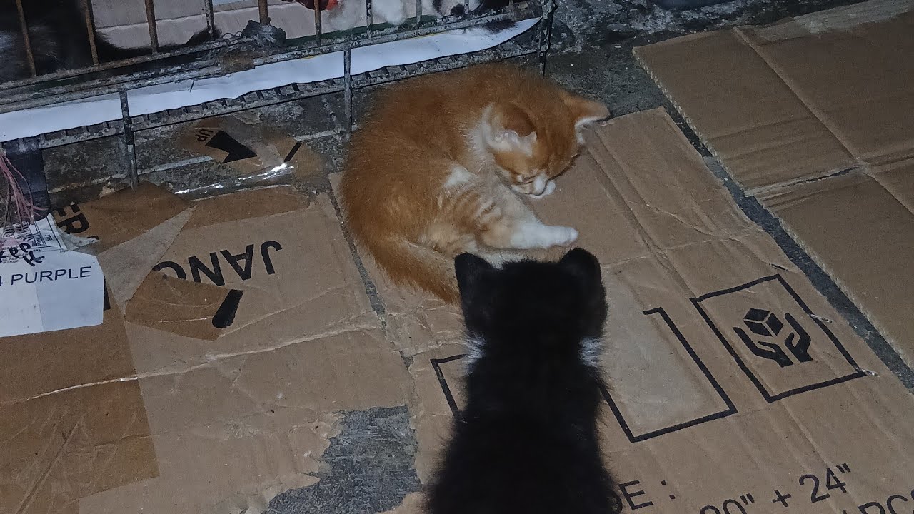 Tawakal Cats sedang live sekarang!