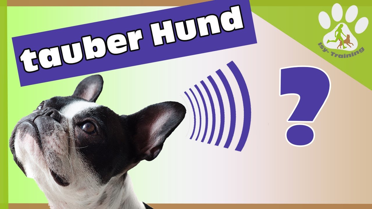 Kommunikation mit einem tauben Hund | Alltagstipps tauber Hund