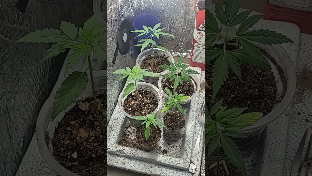 Poda top #podatop #homegrow #indoor