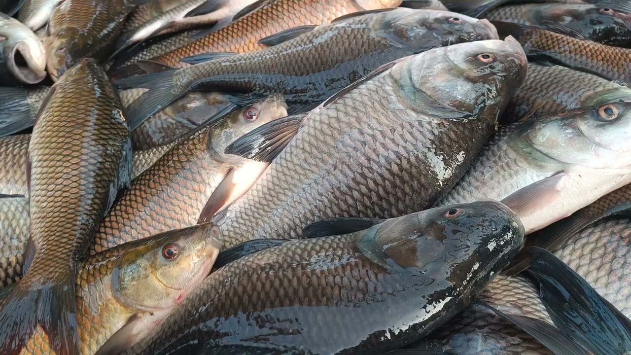 हमारे सिद्धार्थ नगर फेमस मछली मंडी नौगढ़ wow 😲 nice 👍 video #viral #fish 🐠🐠