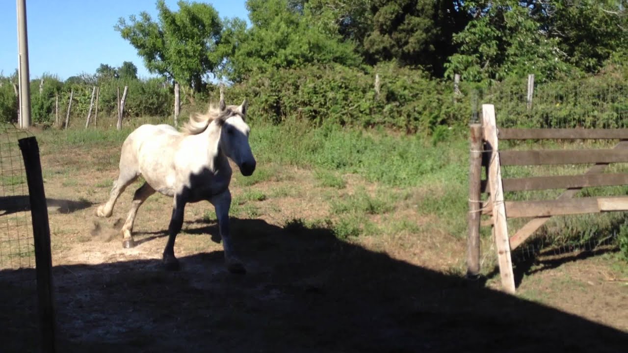 percheron puledri