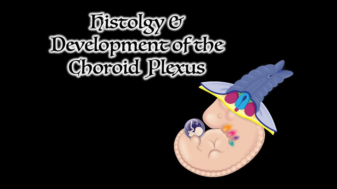 Histology and Development of the Choroid Plexus [CC]