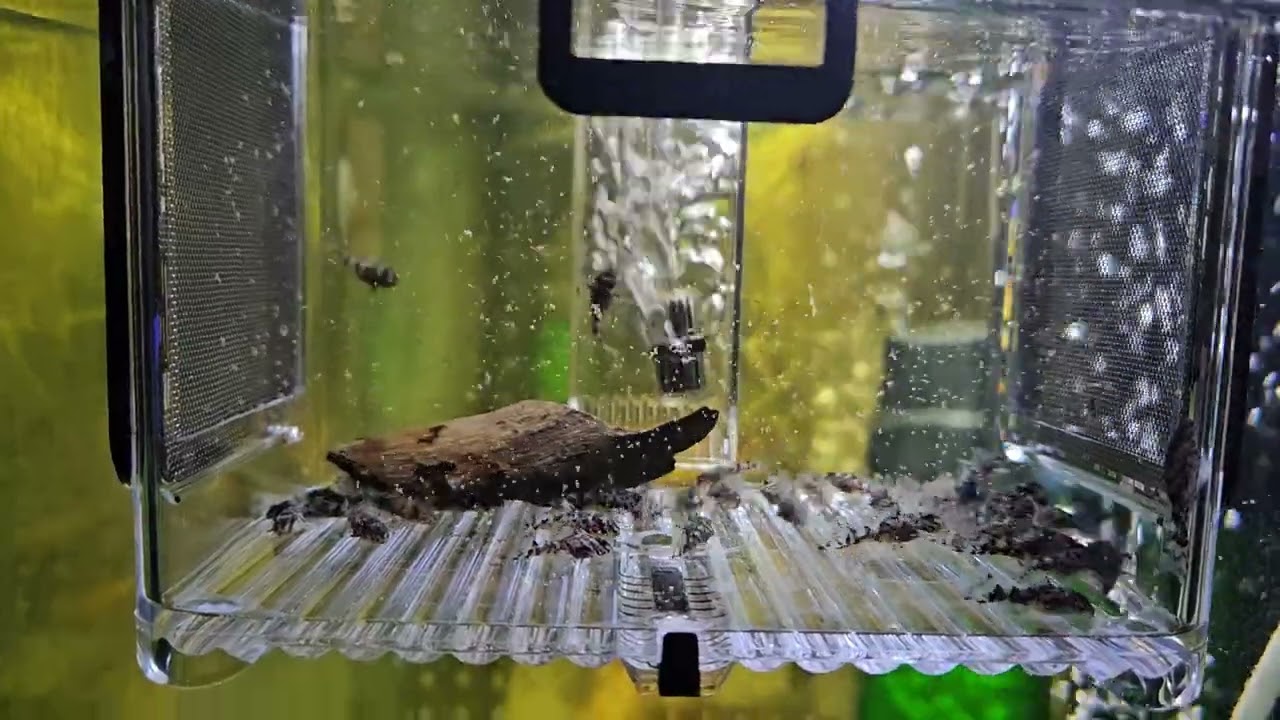 L236 SW fry feeding time