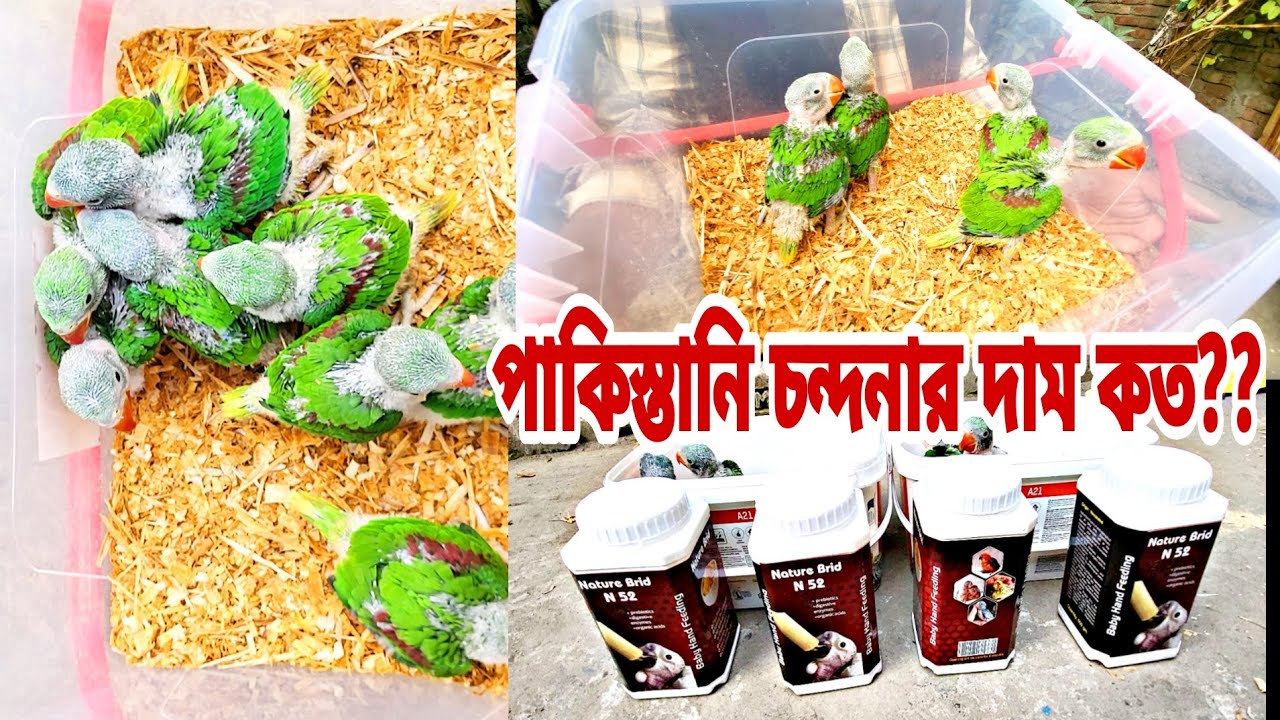১০০% পাকিস্তানি চন্দনা টিয়া পাখির বাচ্চা চলে এসেছে আদিত বার্ড হাউস । চন্দনা টিয়া পাখির দাম কত?birds 