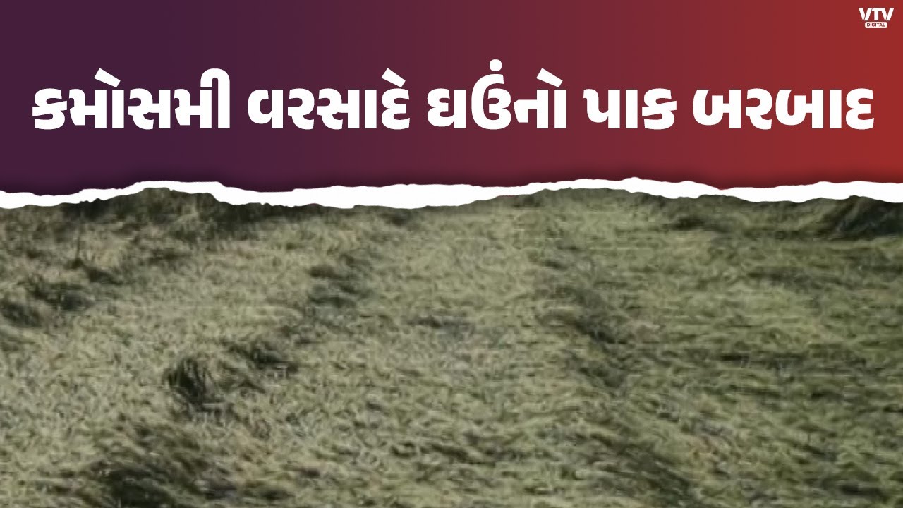 ગીર સોમનાથમાં કમોસમી વરસાદે ખેડૂતોની કમર તોડી, ઘઉંનો પાક જમીનદોસ્ત