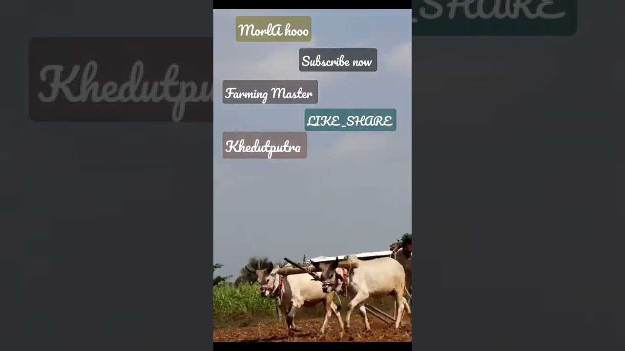 Morla hoo | vathiyara vachda ni moj
