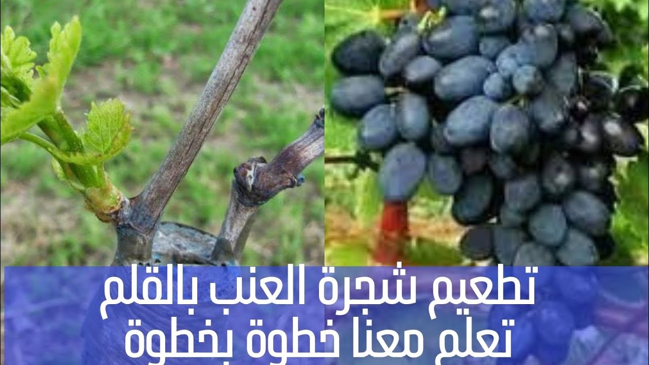 تطعيم (تلقيم) العنب بطريقةالقلم /كيفية تطعيم العنب بالقلم/ وقت تطعيم العنب بالقلم. خطوة خطوة