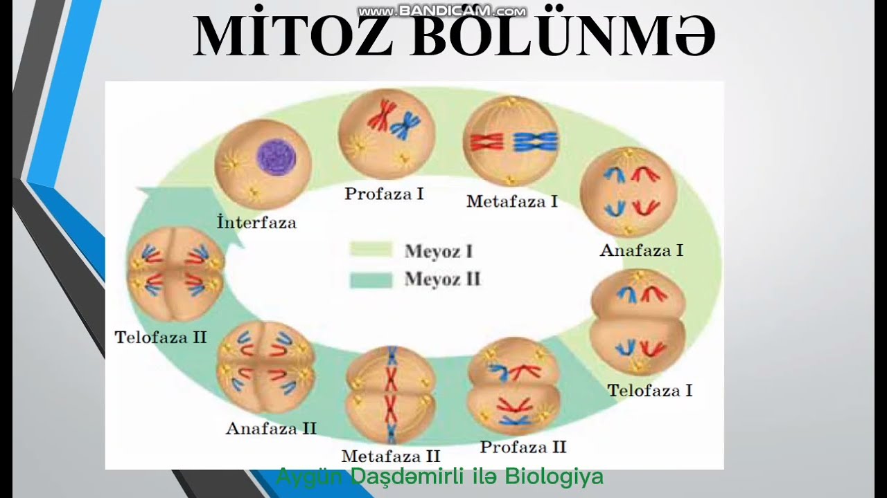 Mitoz bölünmə (konspekt şəklində)