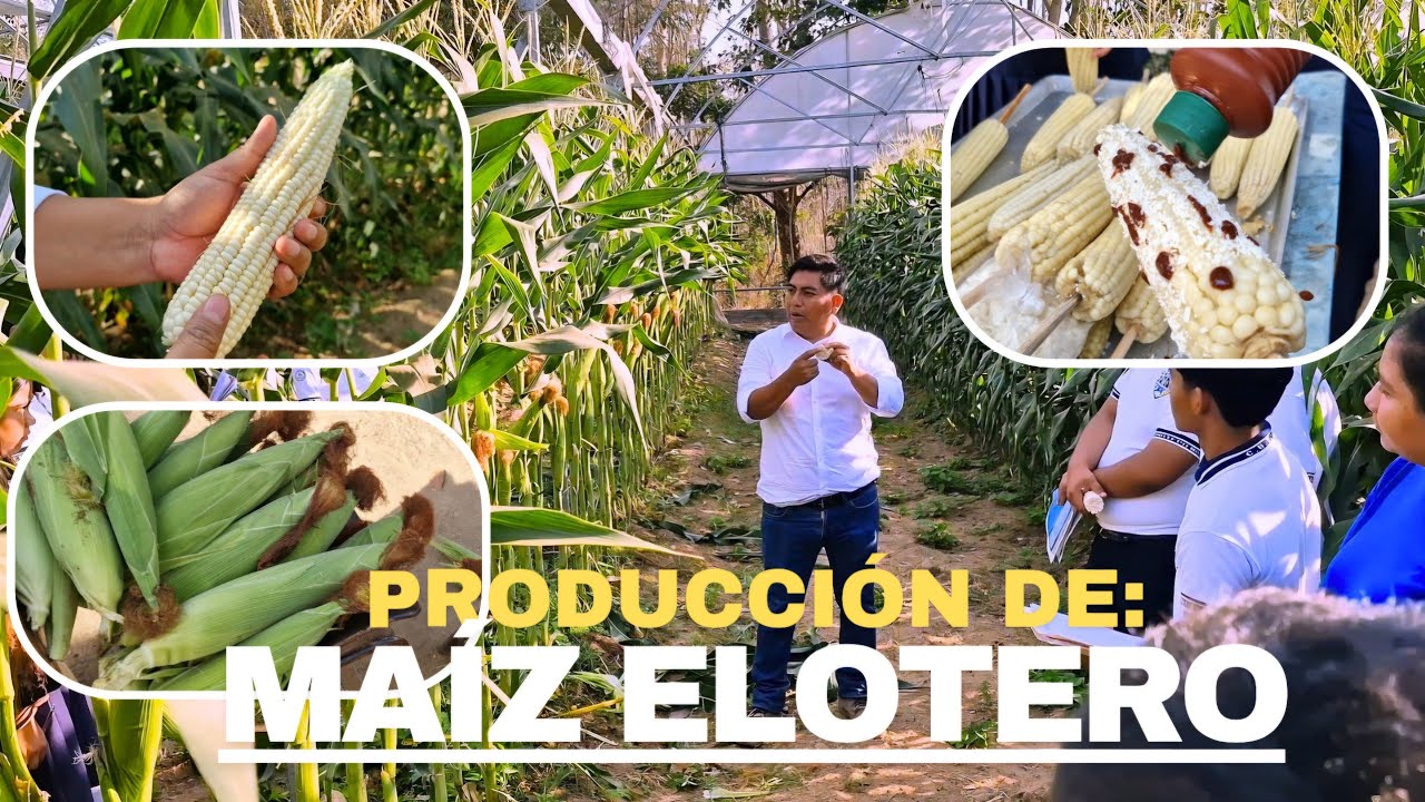 PRODUCCI&Oacute;N DE MA&Iacute;Z ELOTERO ASGROW 7573 A CIELO ABIERTO EN EL CBTa 10