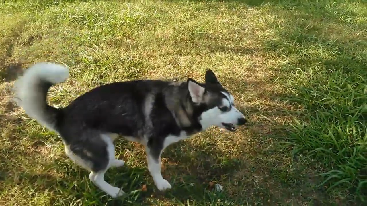 Denali and Kenai 