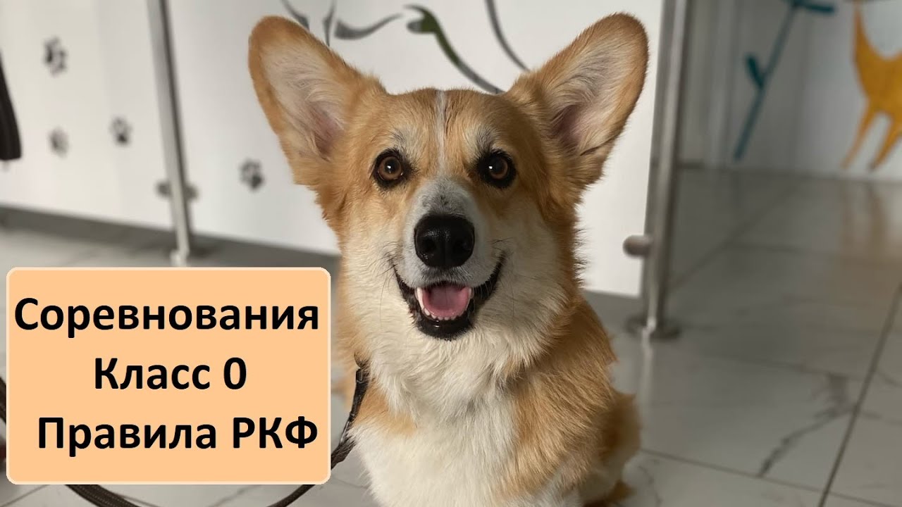 Победитель соревнований! Класс 0, правила РКФ