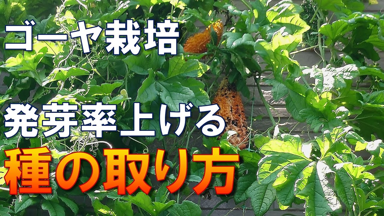 【ゴーヤ栽培⑥】来年の種取り方法【発芽率の高い種を作る】プランターでのゴーヤ作り