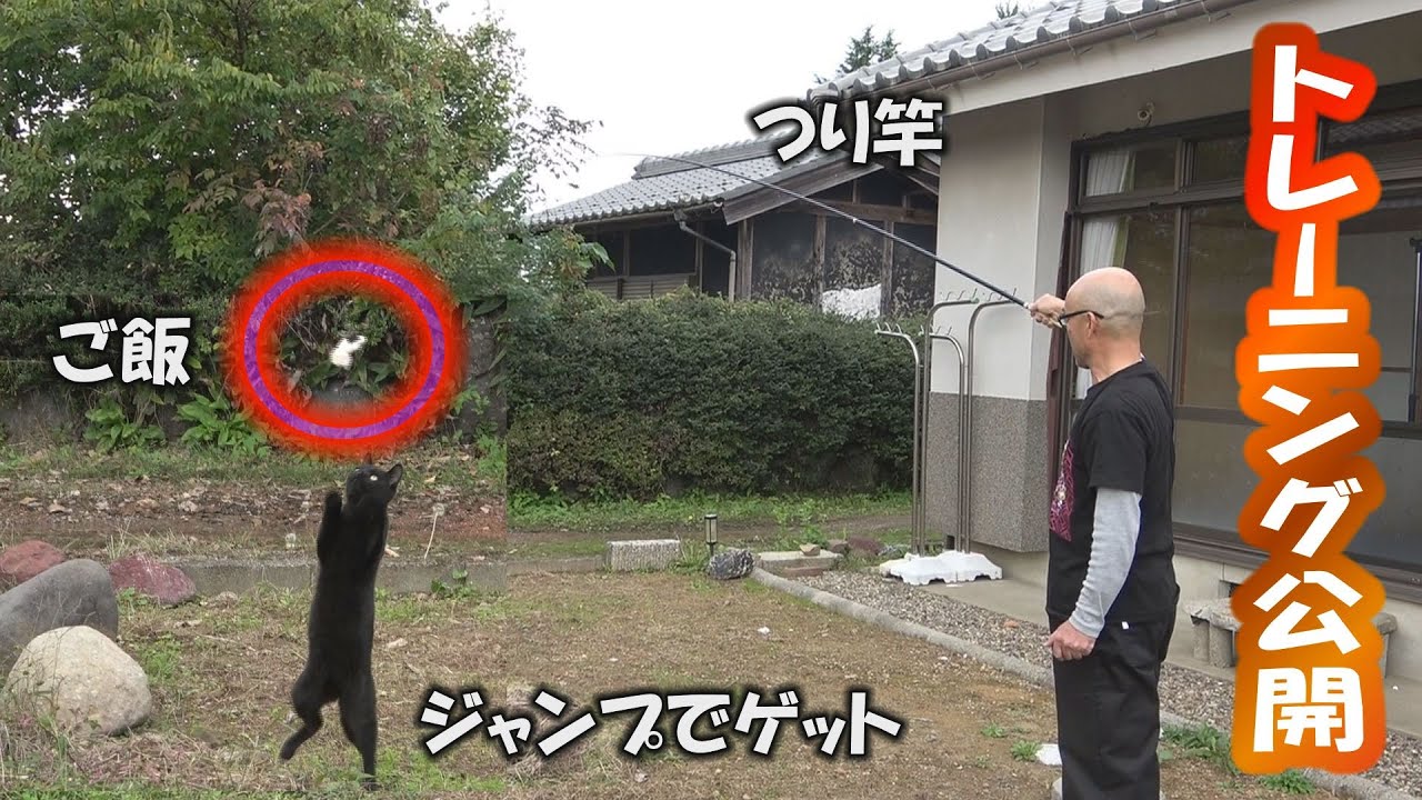 狐と狸と猫が来る家DAY28 子猫のトレーニングを公開します。人見知りは解消できましたがパンチ癖が・・・。