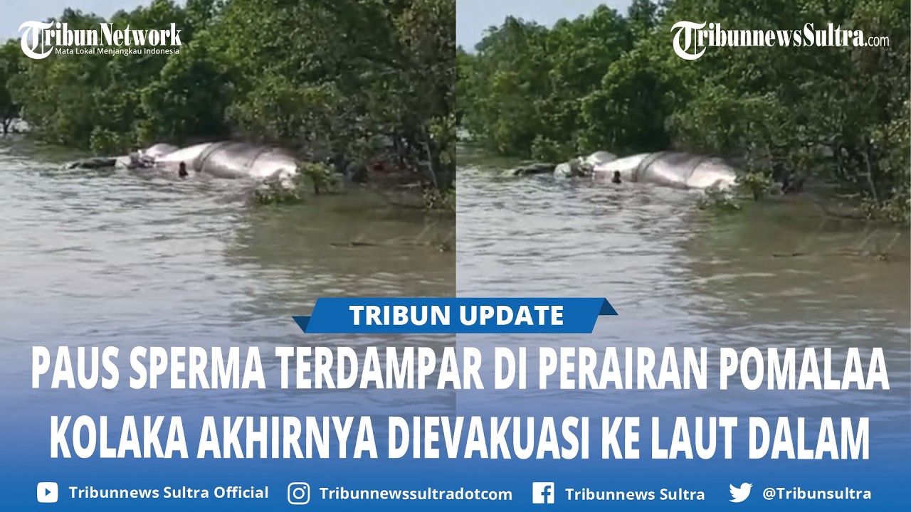 Bangkai Paus Sperma 10 Meter di Kolaka Sulawesi Tenggara Akhirnya Dievakuasi ke Laut Dalam