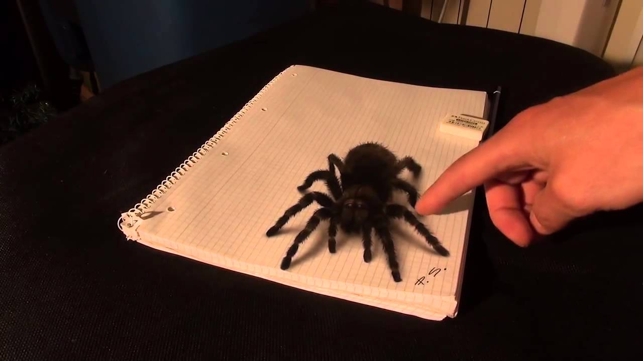 3D Spider Drawing AMAZING realistic illusion!