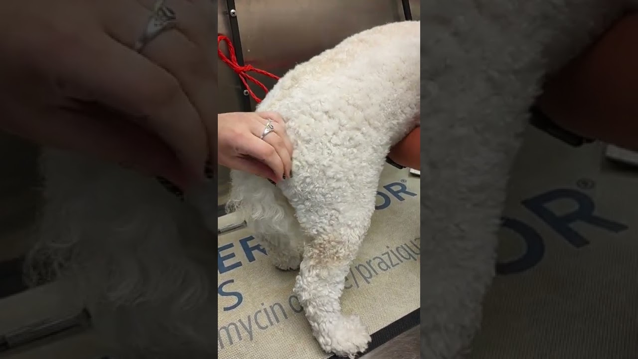 administering a IM injection in a dog