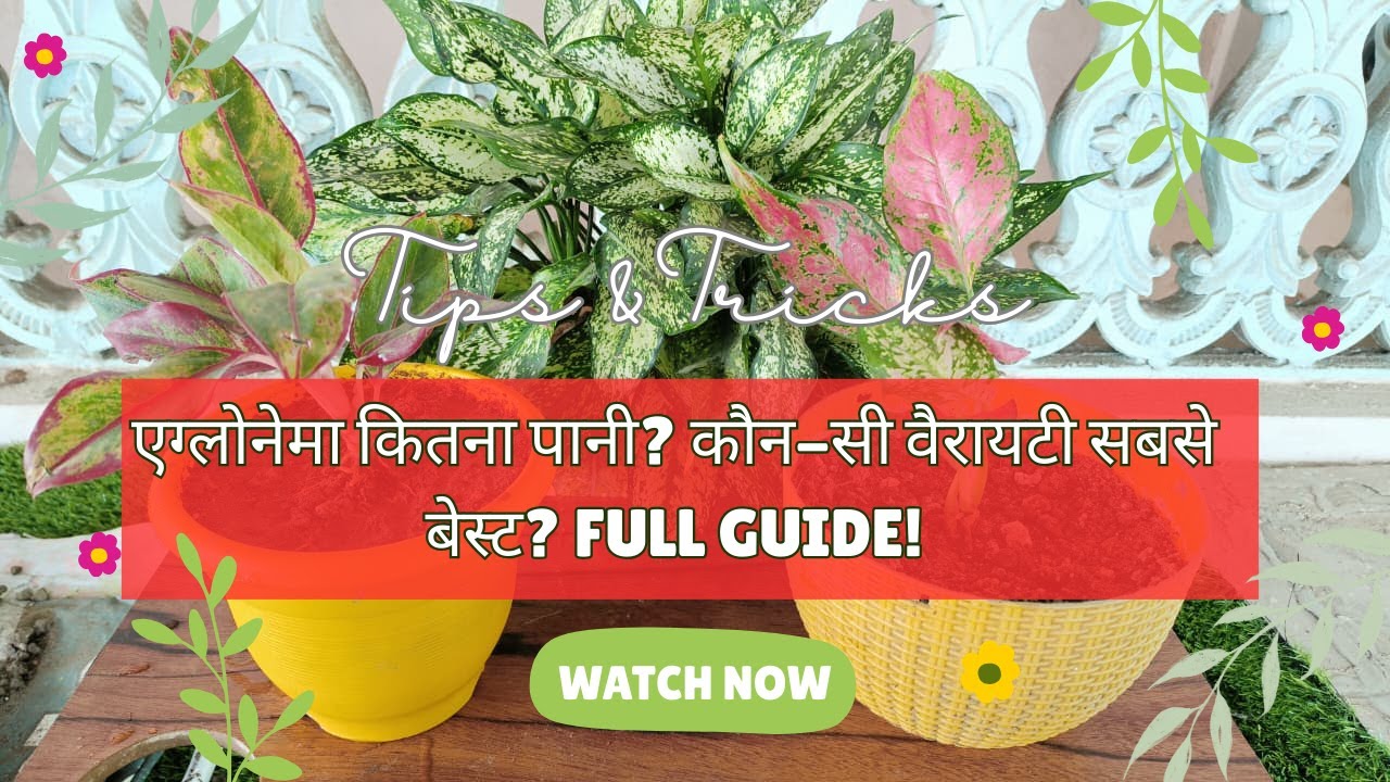 एग्लोनेमा की Full Care Guide – ये गलती मत करना 😱