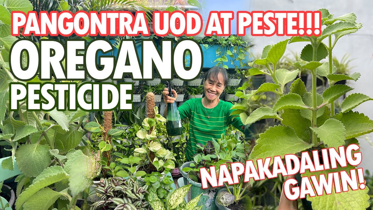 OREGANO PESTICIDE, PANGONTRA UOD AT PESTE SA HALAMAN! NAPAKADALING GAWIN! | Haydee's Garden