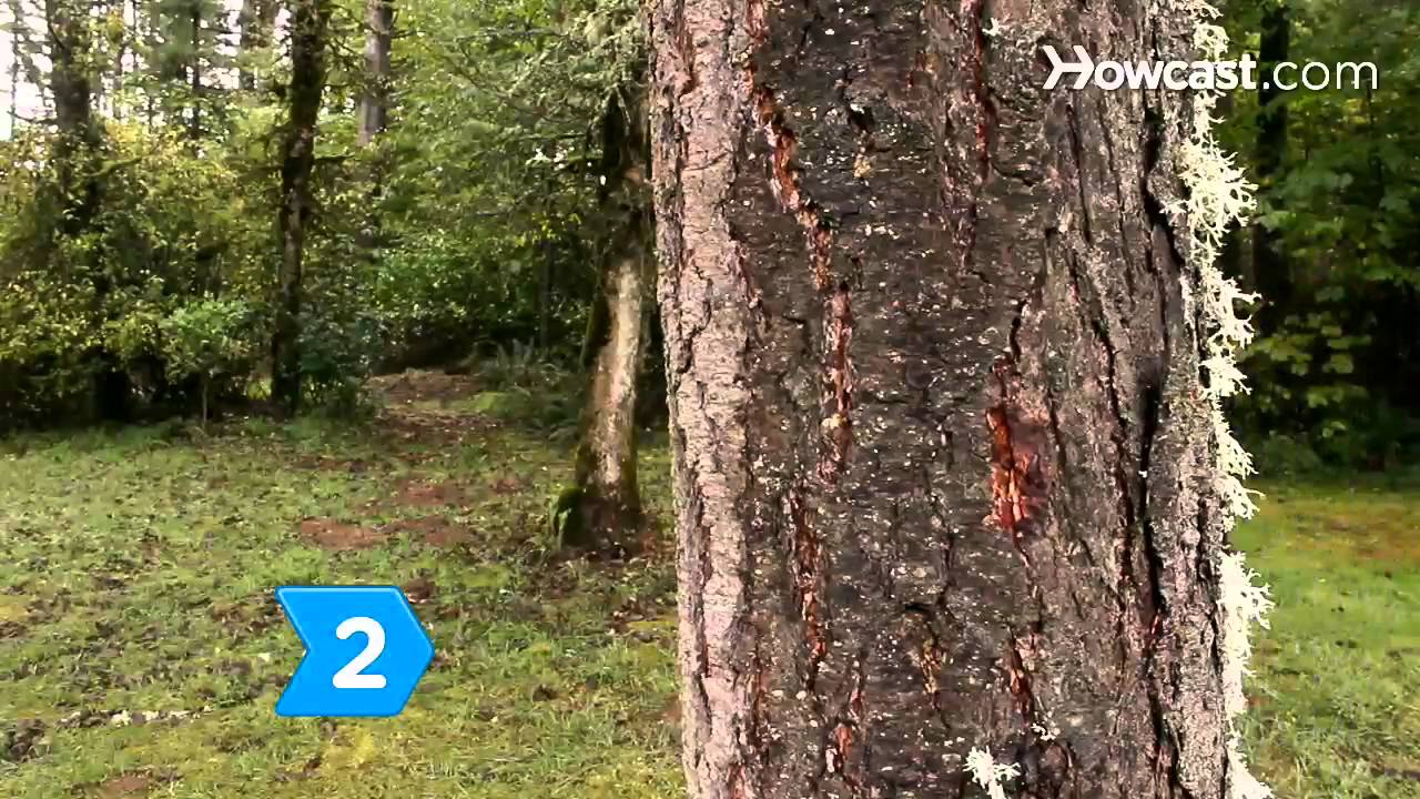 How to Know If You Can Grow an October Glory Maple Tree