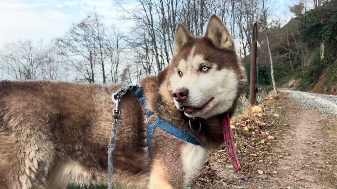 Köpeğim pablo ile doğada yürüyüş yaptık .   A Dog's Perspective: Forest Calm | Listen & Recharge 🐾🌲