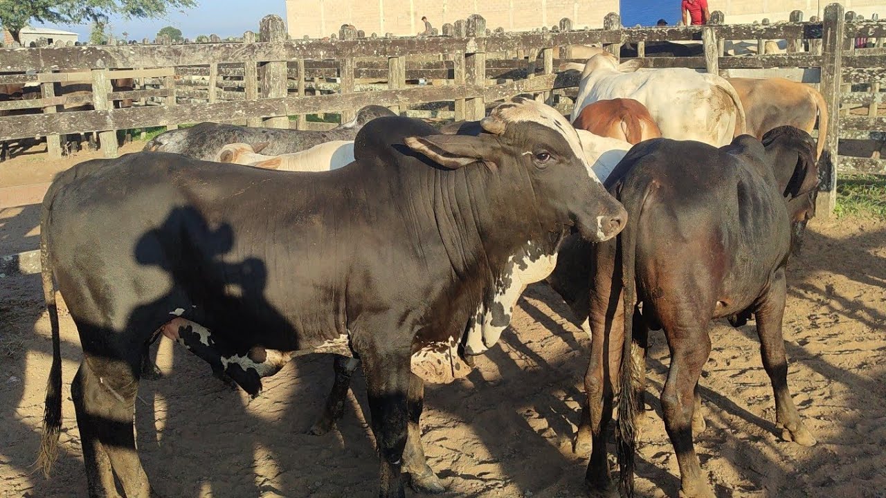 Feira de gado de São João-PE 23/02/2026