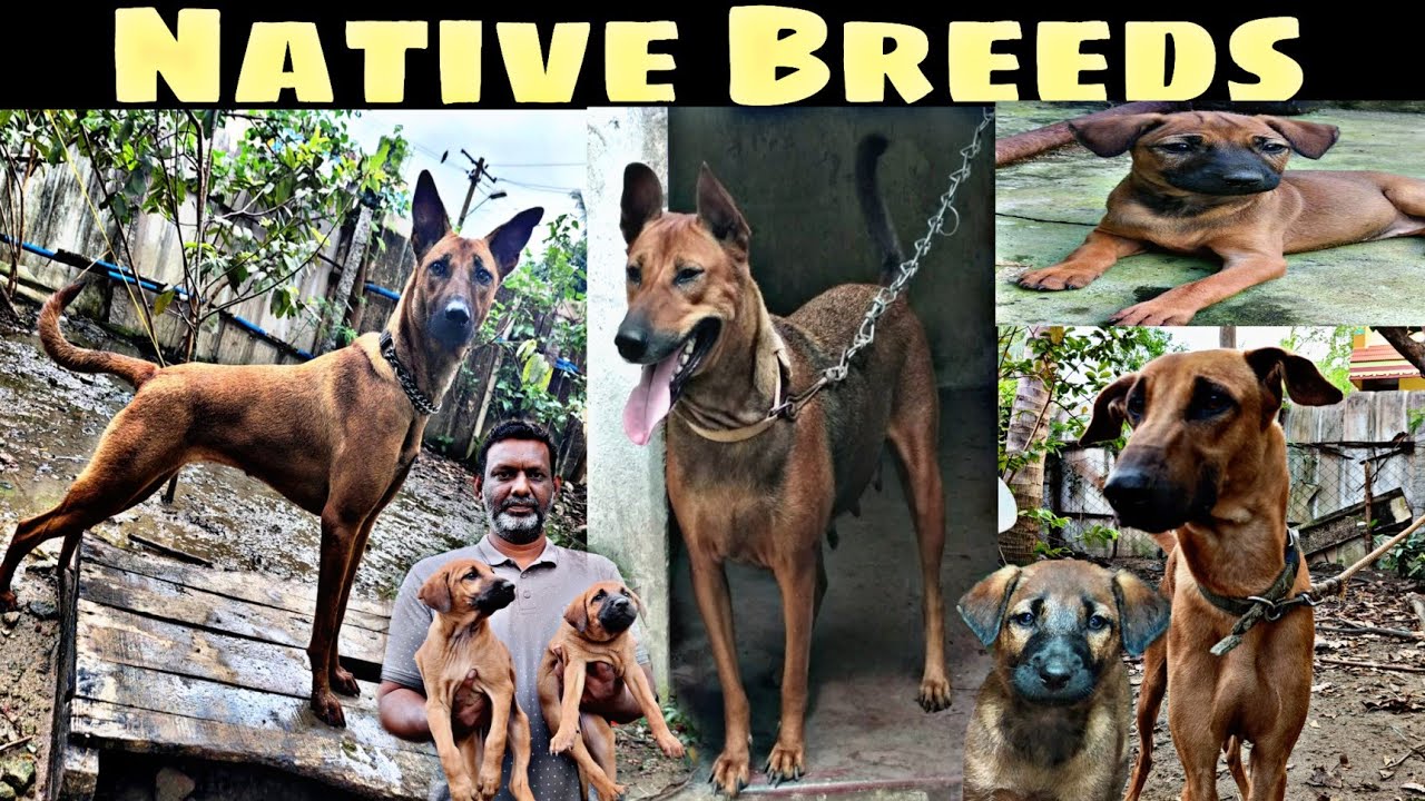 Kombai Dogs Farm | Native Breeds Dogs | John Alice Kennel | கோம்பை நாட்டு நாய்கள் | #nangalegendpa
