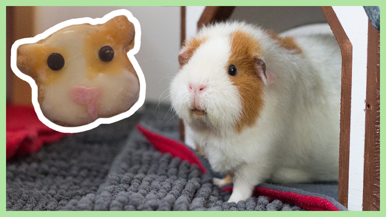 Wir backen unsere Meerschweinchen | die Wheekies