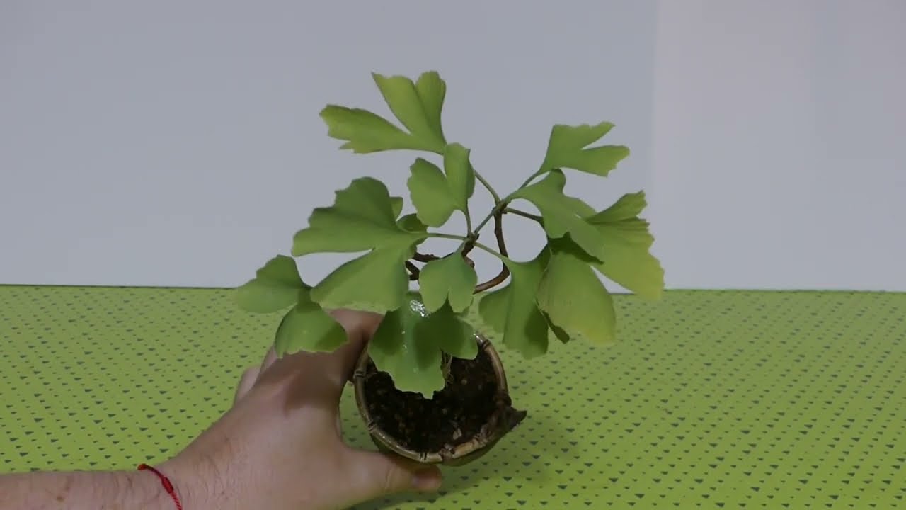 Os muestro algunos de mis proyectos de bonsái