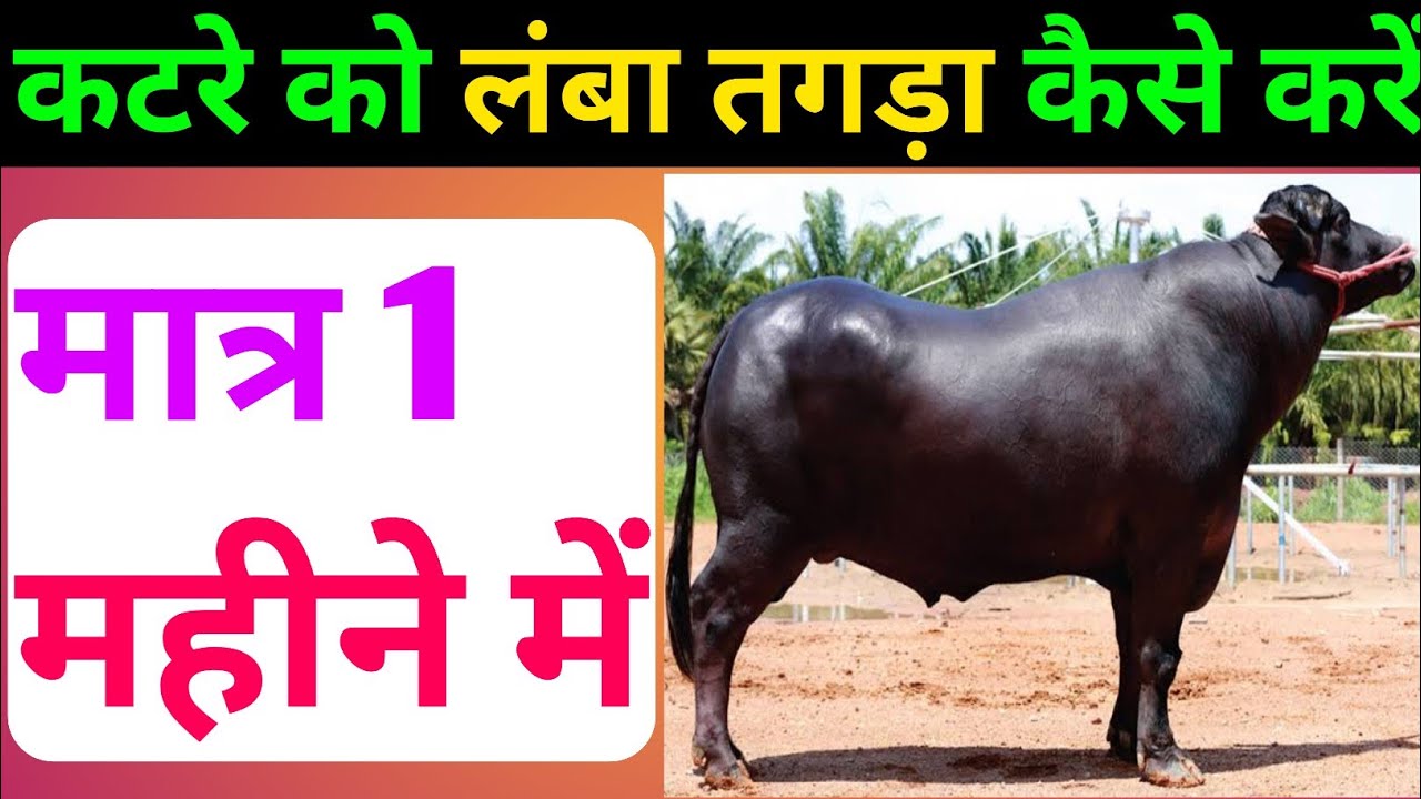 15 दिन में भैसे को लंबा तगड़ा मोटा कैसे करें।भैसे को तगड़ा करने का देसी फार्मूला।भैसे को मोटा करे